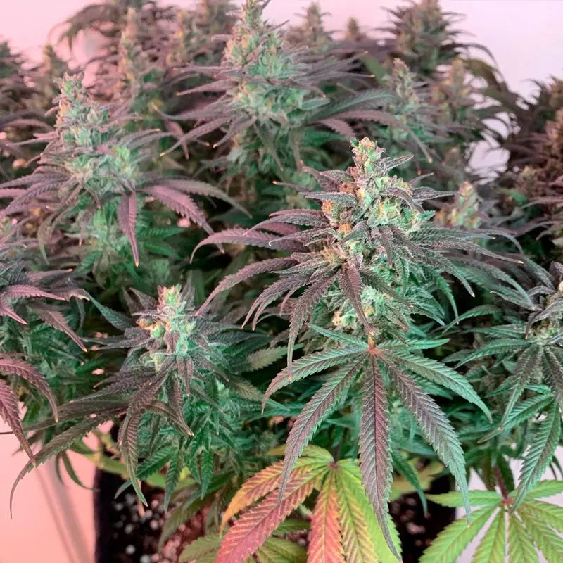 LA Vanilla Cake Buds in Nahaufnahme (Silent Seeds)