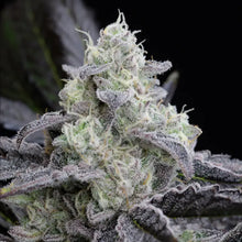 LA Vanilla Cake von Silent Seeds – feminisierte Cannabis Samen