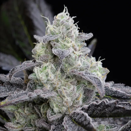 LA Vanilla Cake von Silent Seeds – feminisierte Cannabis Samen