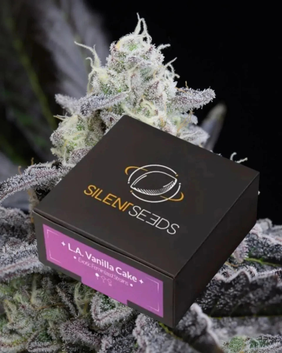 LA Vanilla Cake von Silent Seeds – feminisierte Cannabis Samen