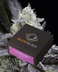 LA Vanilla Cake von Silent Seeds – feminisierte Cannabis Samen
