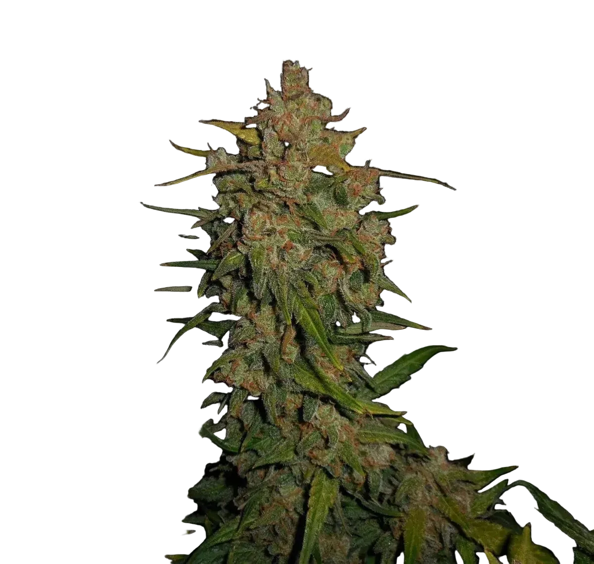 fastbuds-lemon-ak-auto