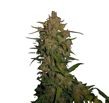 fastbuds-lemon-ak-auto