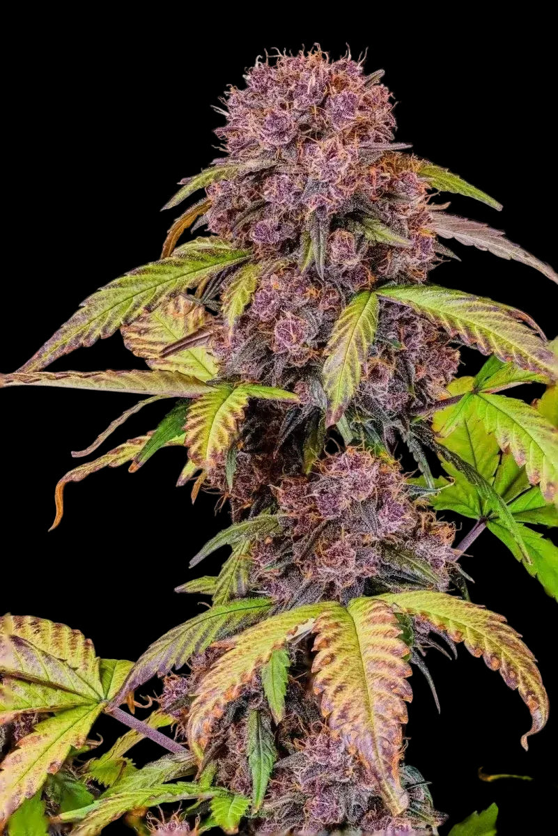 lemon-cherry-cookies-auto
