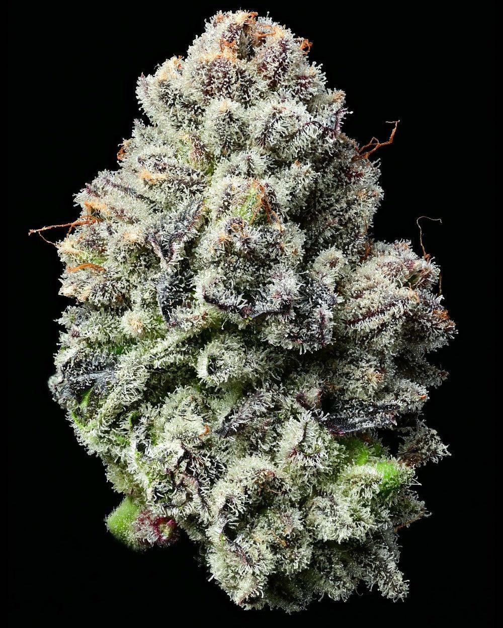 barneys-farm-lemon-cherry-gelato