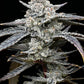 lemon-cherry-gelato-barneys-farm