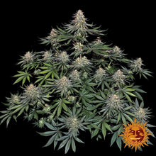 lemon-drizzle-cannabis-samen