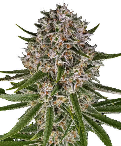 Lemon Haze Auto Blüte mit hellgrünen, harzreichen Buds und Zitrus-Haze-Profil