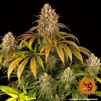 Lemon Tree Hybrid-Pflanze in der späten Blütephase mit dichter Harzproduktion