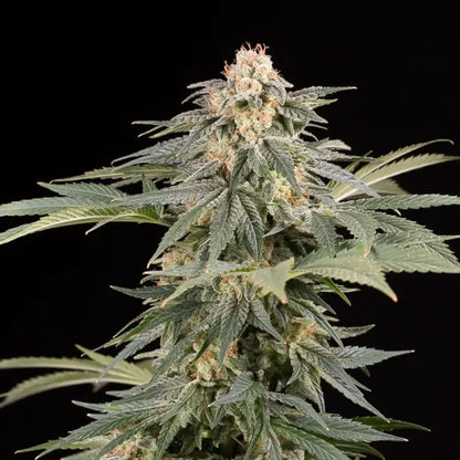 Silent Seeds Lemon Tree Fast Cannabis Samen