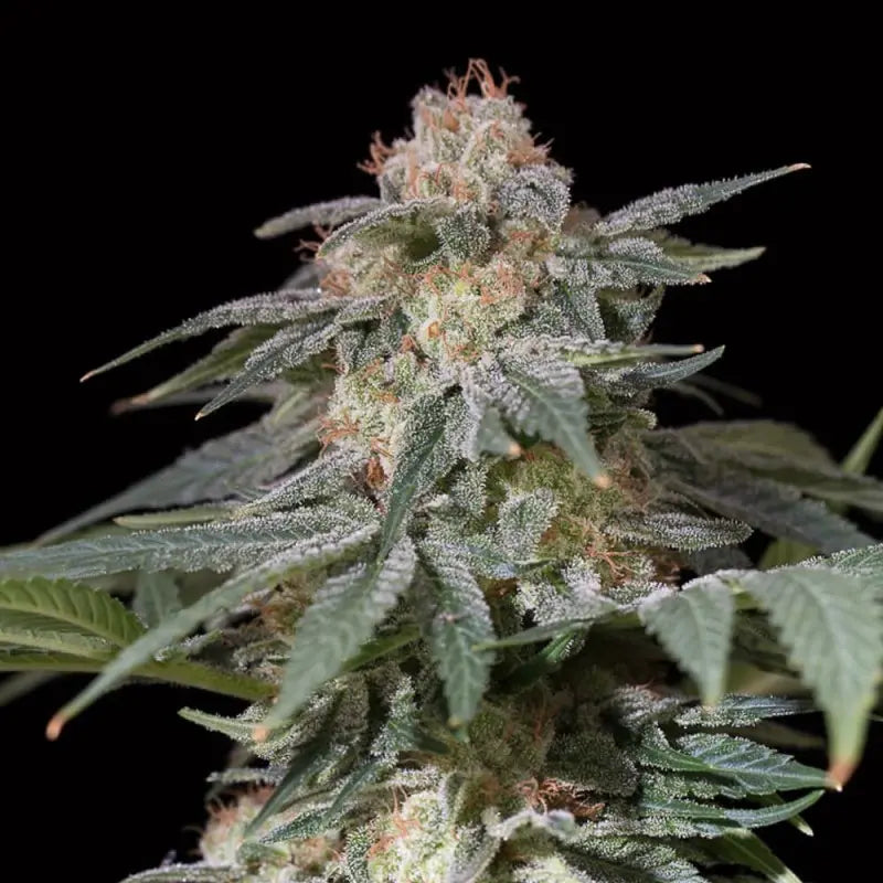 Silent Seeds Lemon Tree Fast Cannabis Samen