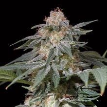 Silent Seeds Lemon Tree Fast Cannabis Samen