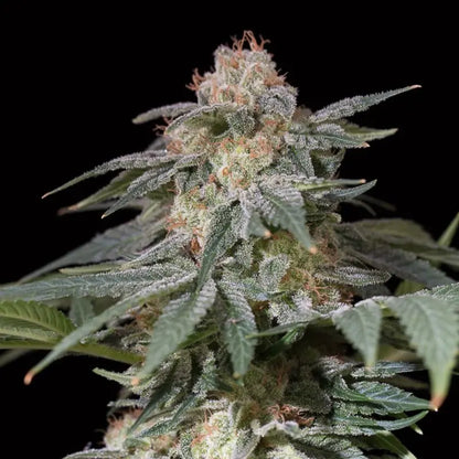 Silent Seeds Lemon Tree Fast Cannabis Samen