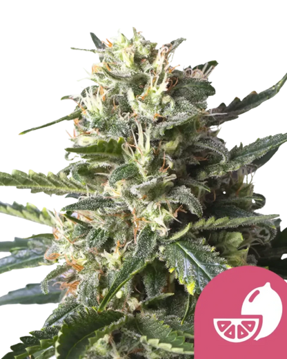 Lemon Shining Silver Haze