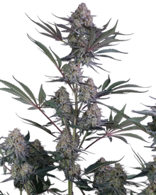 Lemon Tree Auto Cannabis Samen