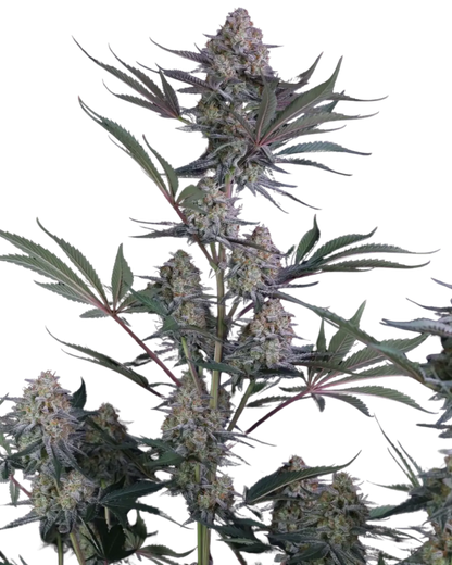 Lemon Tree Auto Cannabis Samen