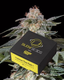 Lemon Tree Fast von Silent Seeds – feminisierte Cannabis Samen