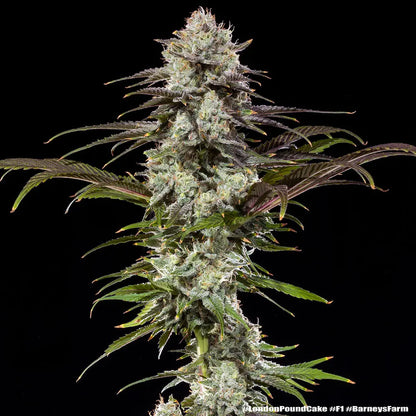 London Pound Cake F1