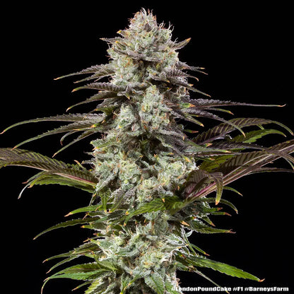 London Pound Cake F1
