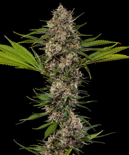 MAC1 F1 Hybride Cannabis Samen
