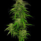 mango-sherbet-humboldt-seed-company