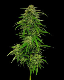 mango-sherbet-humboldt-seed-company