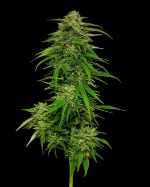 mango-sherbet-humboldt-seed-company