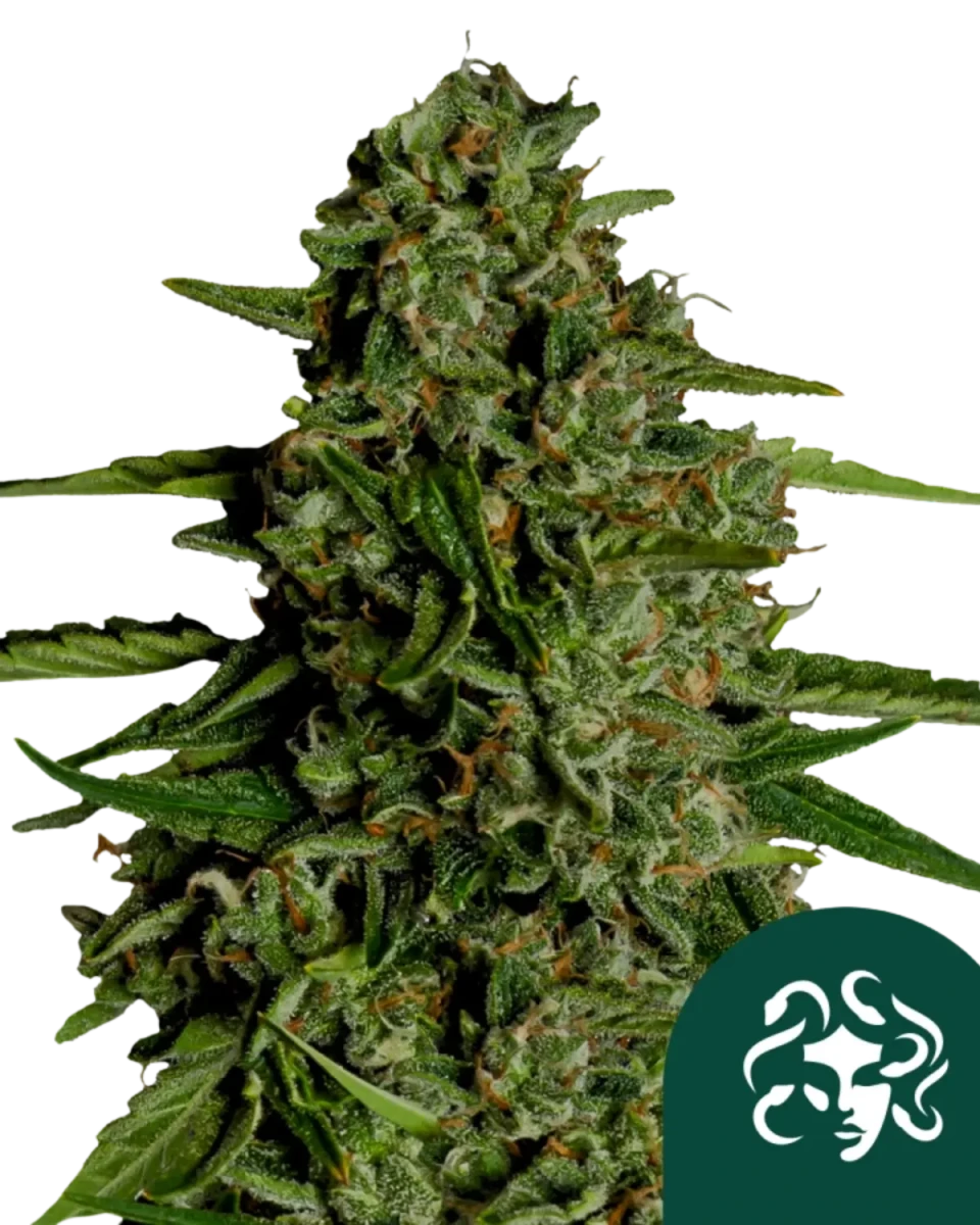 Erntereife Blüte von Medusa F1
