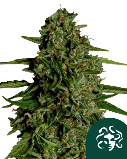 Erntereife Blüte von Medusa F1