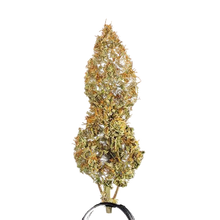 medusa-f1-cannabis-samen