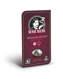 Sensi Seeds Mexican Sativa Originalverpackung