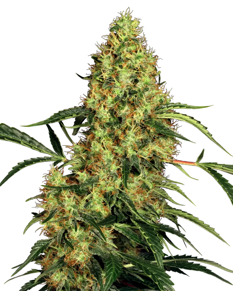 erntereife Blüte der Mexican Sativa von Sensi Seeds