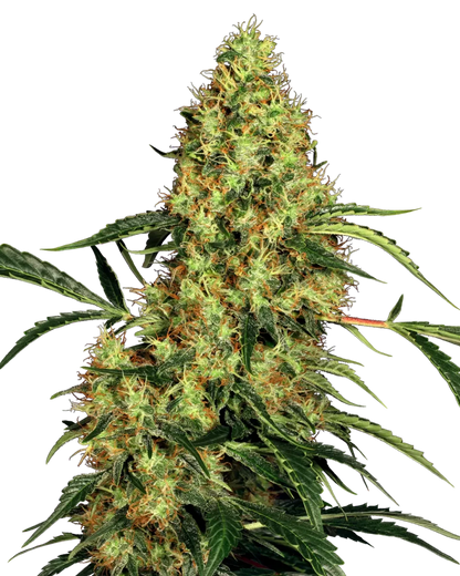 erntereife Blüte der Mexican Sativa von Sensi Seeds