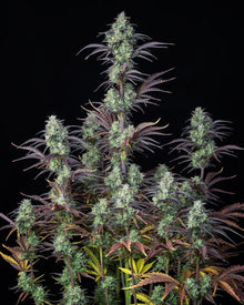 fastbuds-mimosa-cake-auto