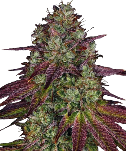 Mimosa Evo feminisierte Cannabis Samen, Barneys Farm