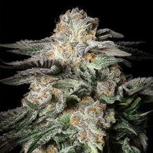 Mint Candy von Silent Seeds – feminisierte Cannabis Samen