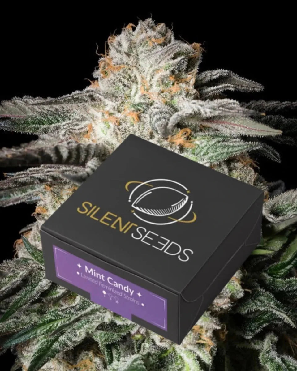 Mint Candy von Silent Seeds – feminisierte Cannabis Samen