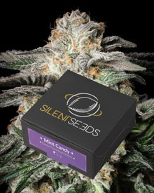 Mint Candy von Silent Seeds – feminisierte Cannabis Samen