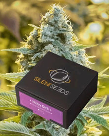 Moby Dick von Silent Seeds – feminisierte Cannabis Samen