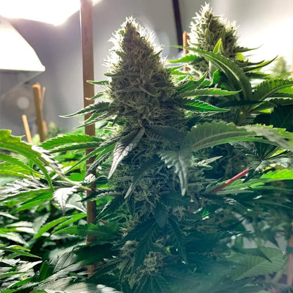 Silent Seeds Moby Dick Cannabis Samen
