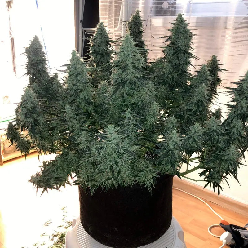 Silent Seeds Moby Dick Cannabis Samen