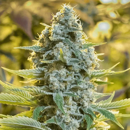 Silent Seeds Moby Dick Cannabis Samen