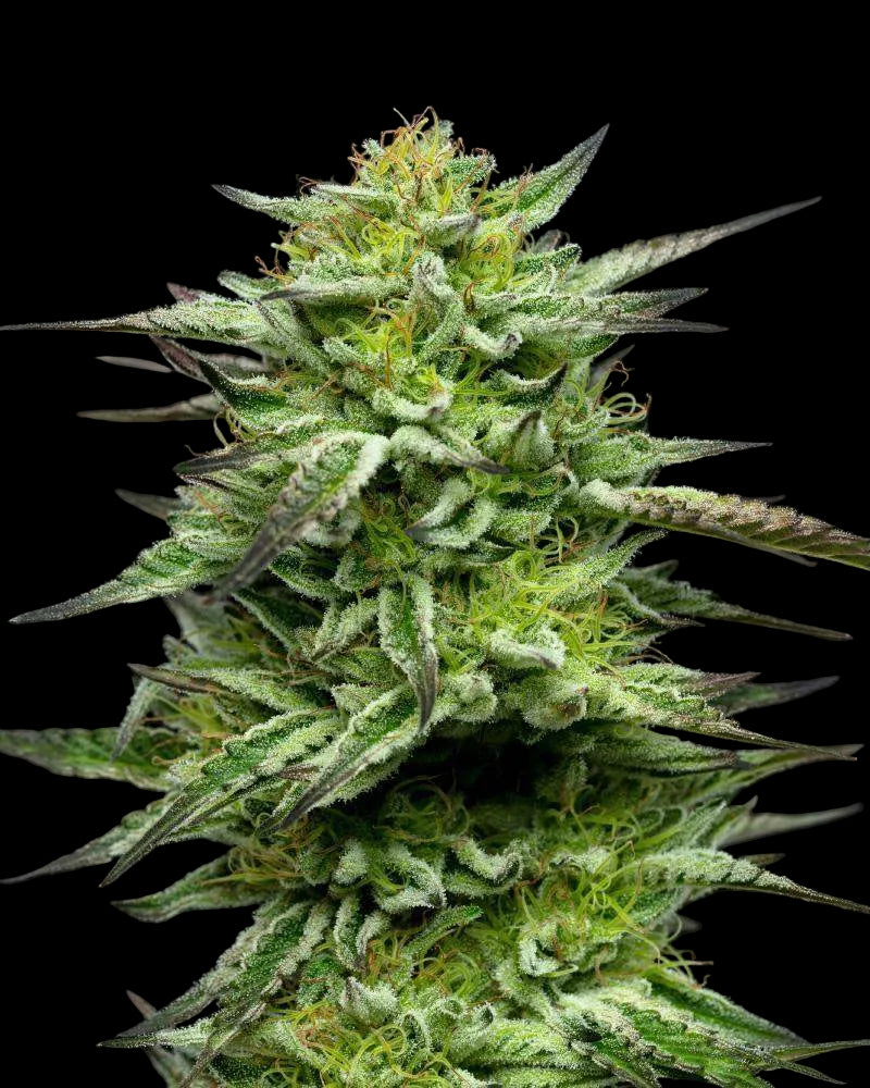 Mountaintop Mint Cannabis Samen