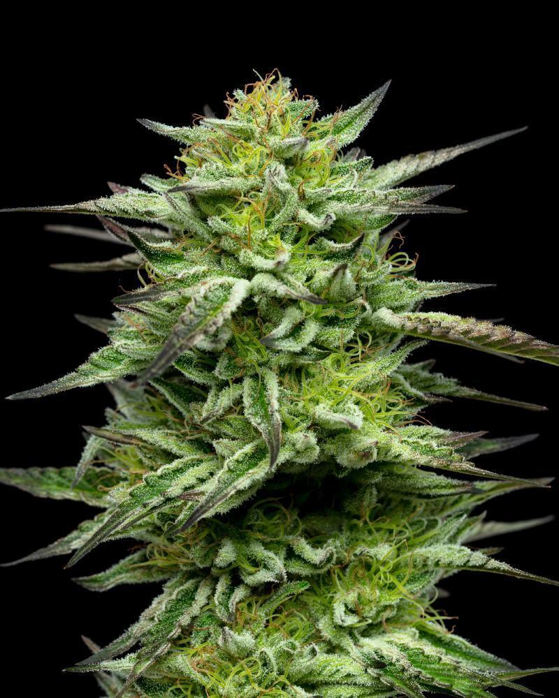 humboldt-seed-company-mountaintop-mint