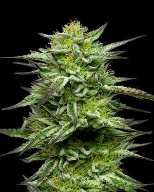 humboldt-seed-company-mountaintop-mint