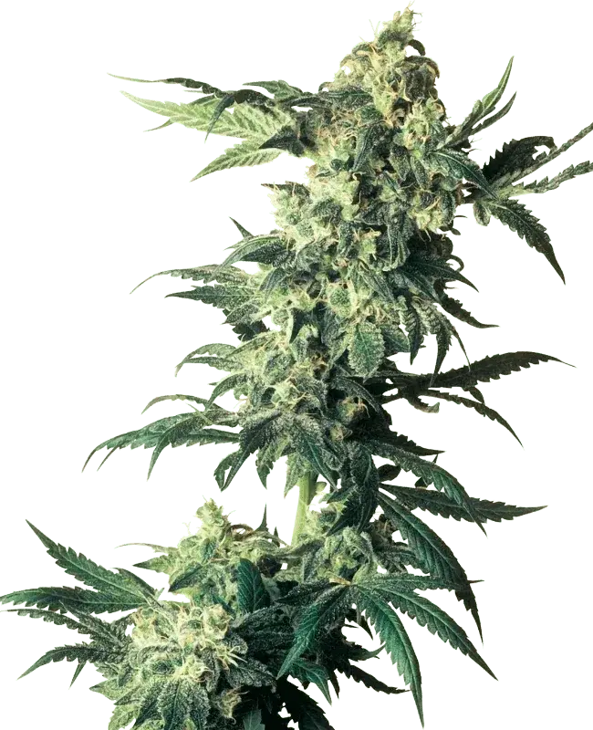 northern-lights-sensi-seeds