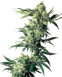 northern-lights-sensi-seeds