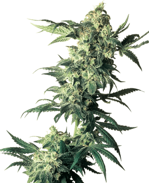 northern-lights-sensi-seeds