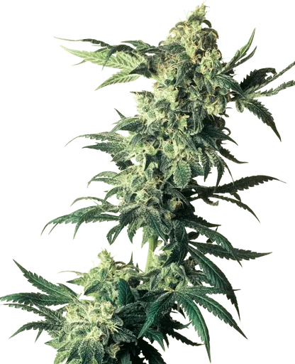 northern-lights-sensi-seeds