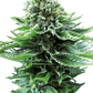 northern-light-automatic-cannabis-samen